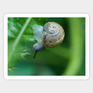 Snail On Thorny Leaf Magnet